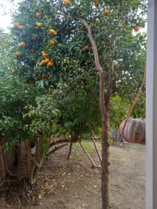 باغ ویلای بهارنارنج دربست و راحت با امکانات کامل