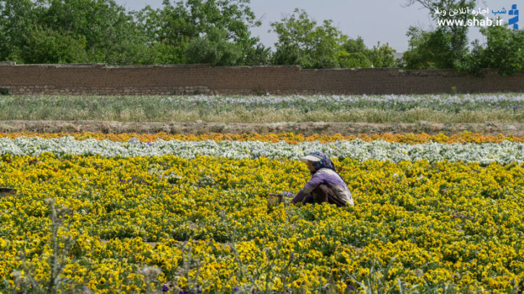 مزارع پرورش گل در محلات هلند ایران